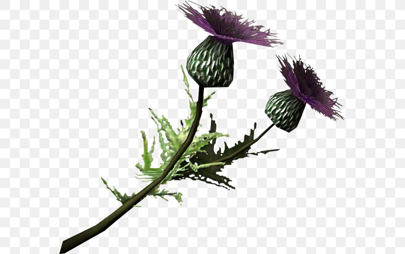 Milk Thistle The Elder Scrolls V: Skyrim Cirsium Vulgare, PNG, 580x514px, Thistle, Branch, Burdock, Cirsium Vulgare, Elder Scrolls Download Free