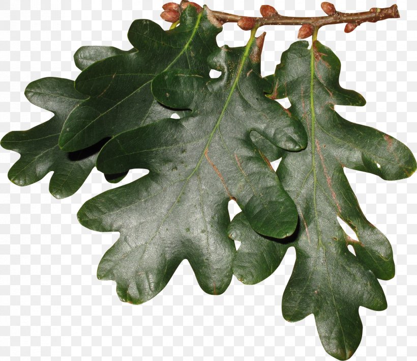 Oak Leaf Cluster Oak Leaf Cluster Tree, PNG, 1650x1428px, Leaf, Branch, Digital Image, Information, Nature Download Free