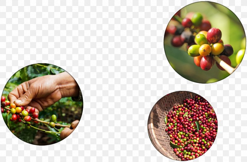 Organic Coffee Natural Foods Organic Certification, PNG, 1264x831px, Coffee, Certification, Christmas, Christmas Ornament, Food Download Free