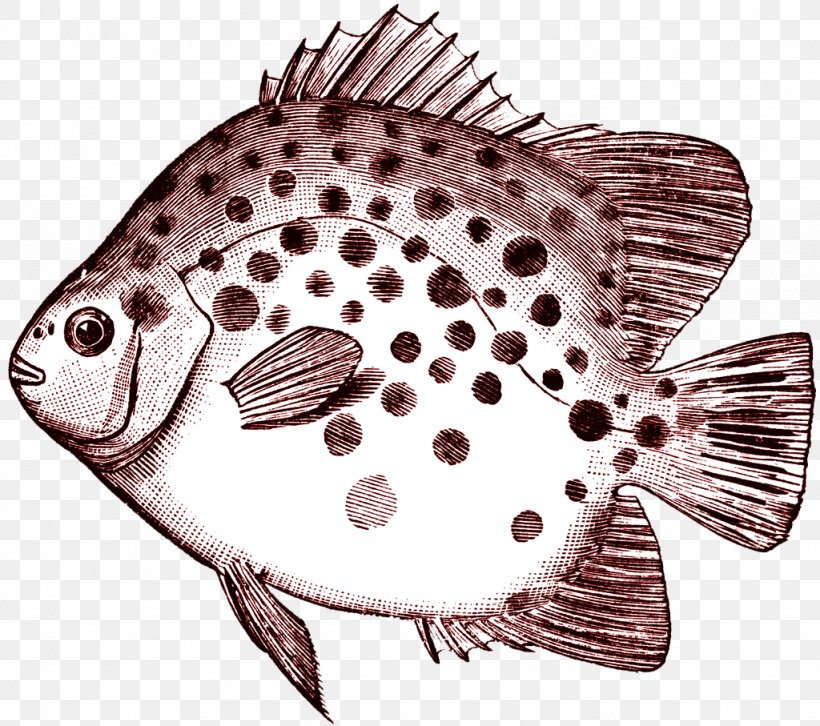 Scatophagus Argus Fish Clip Art, PNG, 1024x907px, Scatophagus Argus, Email, Fauna, Fish, Flatfish Download Free