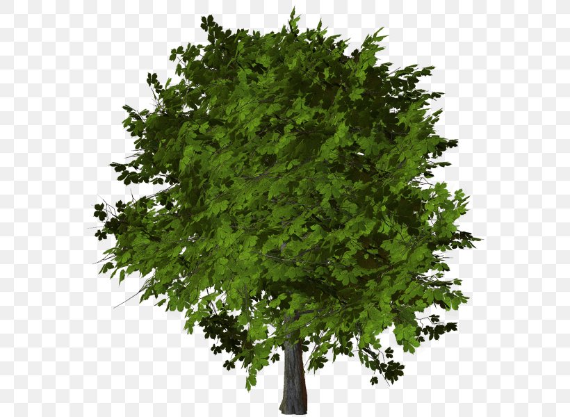 Stock Photography Tree Oak Clip Art, PNG, 600x600px, Stock Photography, Branch, Evergreen, Grass, Leaf Download Free