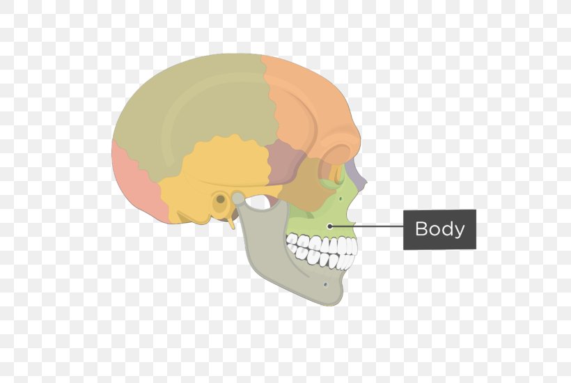 Zygomatic Bone Joint Frontal Bone Maxilla, PNG, 701x550px, Bone, Anatomy, Ear, Facial Skeleton, Frontal Bone Download Free