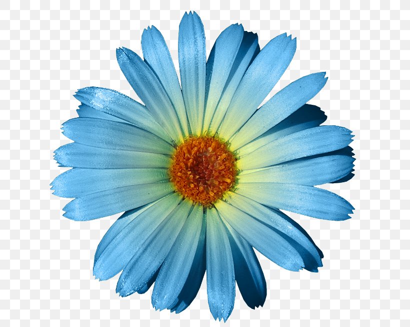 Blue Flower Matricaria Garden Roses Clip Art, PNG, 650x655px, Blue, Annual Plant, Aster, Blue Rose, Calendula Download Free