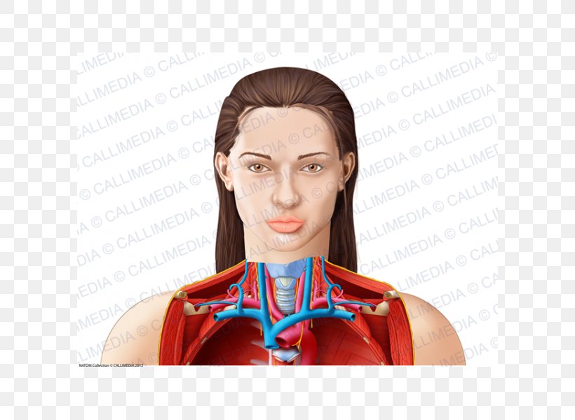 Human Anatomy & Physiology Muscle Chin, PNG, 600x600px, Watercolor, Cartoon, Flower, Frame, Heart Download Free