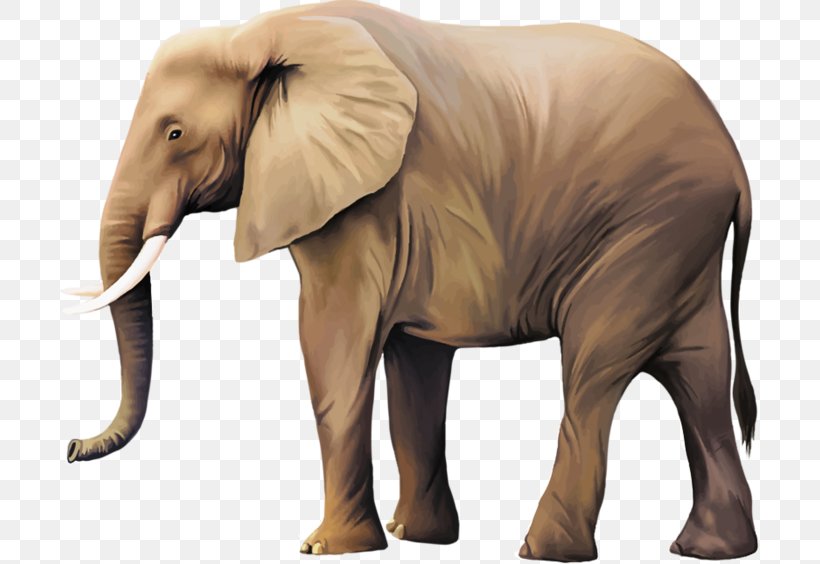 African Bush Elephant Elephants Indian Elephant Mammal, PNG, 700x564px, African Bush Elephant, African Elephant, Animal, Asian Elephant, Elephant Download Free