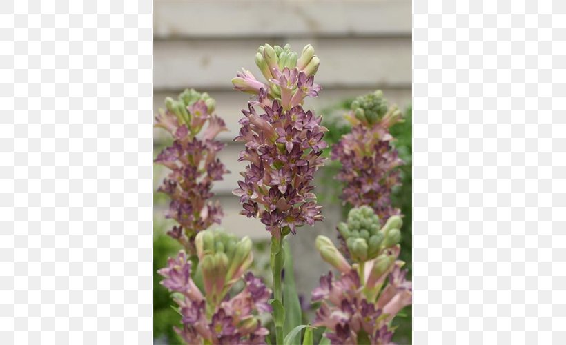 English Lavender Tuberose Bulb Lavandula Dentata Plant, PNG, 500x500px, English Lavender, Agavoideae, Broomrape, Bulb, Cinderella Download Free