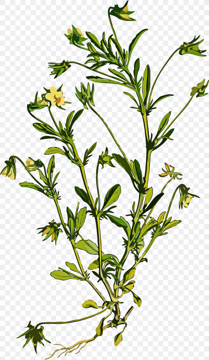 Flower Plant Subshrub Herb Plant Stem, PNG, 1391x2400px, Flower, Cleavers, Herb, Herbaceous Plant, Herbal Download Free