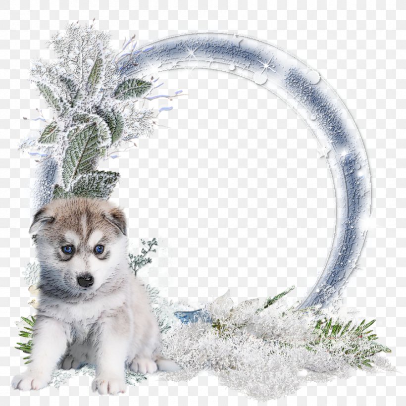 Siberian Husky Alaskan Malamute Winter Cluster Sakhalin Husky Saarloos Wolfdog, PNG, 900x900px, Siberian Husky, Akita Inu, Alaskan Klee Kai, Alaskan Malamute, Animal Download Free