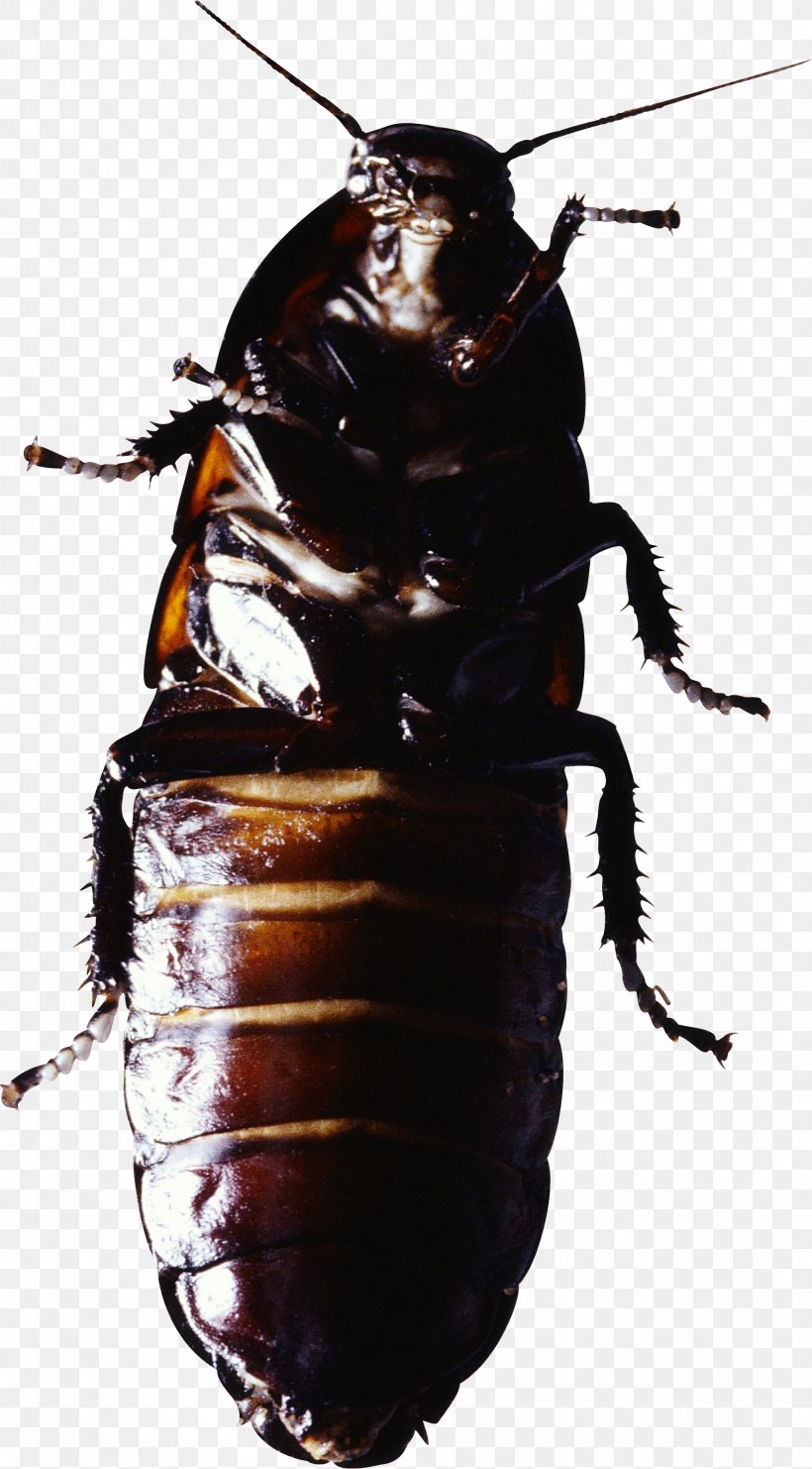 Beetle Souvenirs Entomologiques .. Termite, PNG, 2093x3783px, Beetle, Animal, Arthropod, Bee, Blattodea Download Free