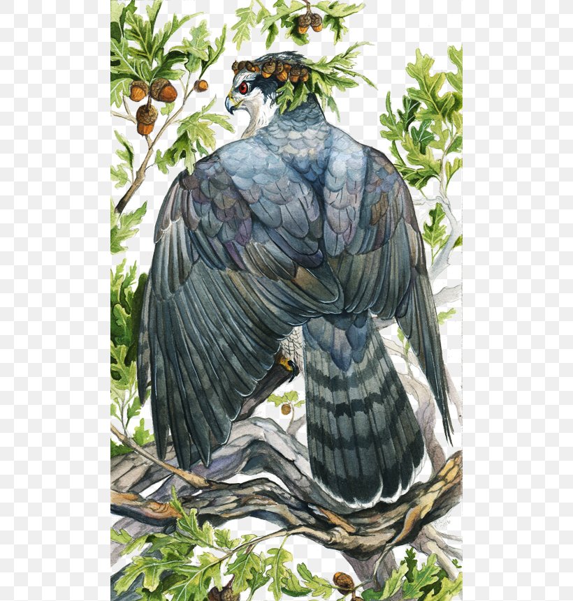 Bird Eagle Northern Goshawk, PNG, 504x861px, Bird, Beak, Bird Of Prey, Coopers Hawk, Eagle Download Free