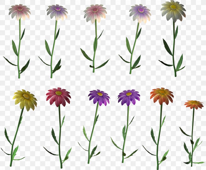 Marguerite Daisy Floral Design Cut Flowers Wildflower, PNG, 5225x4303px, Marguerite Daisy, Annual Plant, Aster, Cut Flowers, Daisy Download Free