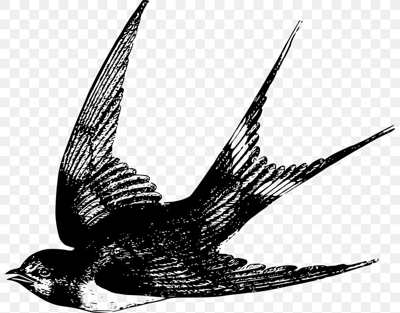 Swallow Bird Sparrow Clip Art, PNG, 800x642px, Swallow, Art, Barn Swallow, Beak, Bird Download Free