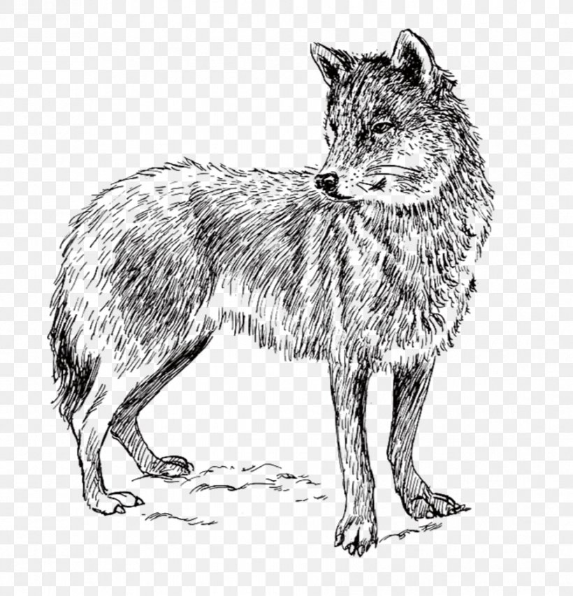 Arctic Wolf Coyote Iberian Wolf Wolf Walking Clip Art, PNG, 903x941px, Arctic Wolf, Black And White, Black Wolf, Carnivoran, Coyote Download Free