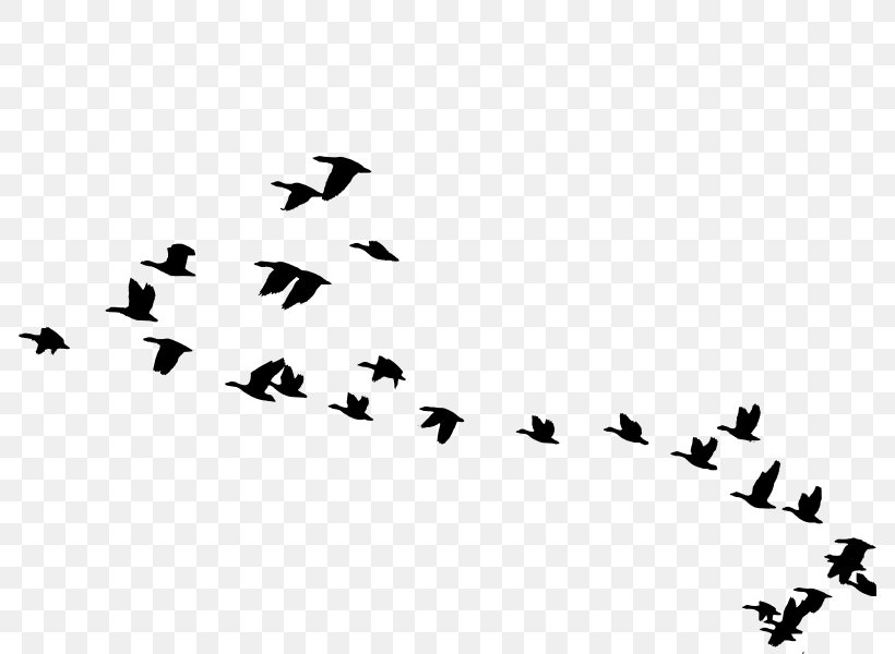 Bird Migration Goose Animal Migration Clip Art, PNG, 786x600px, Bird, Animal Migration, Beak, Bird Flight, Bird Migration Download Free