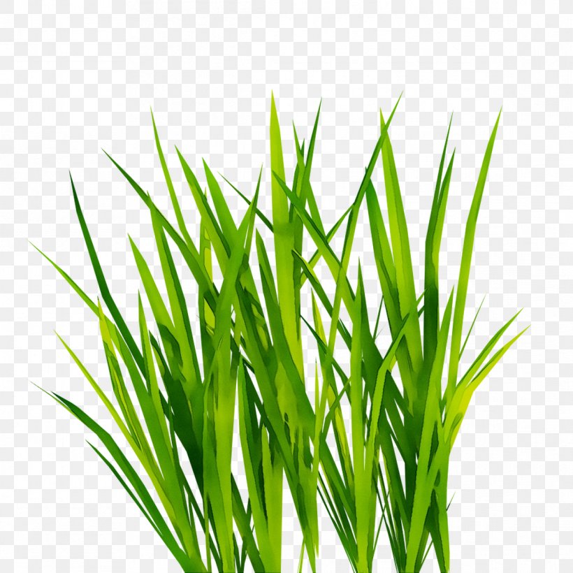 Clip Art Image 3D Computer Graphics, PNG, 1167x1167px, 3d Computer Graphics, Chives, Flowering Plant, Grass, Grass Family Download Free