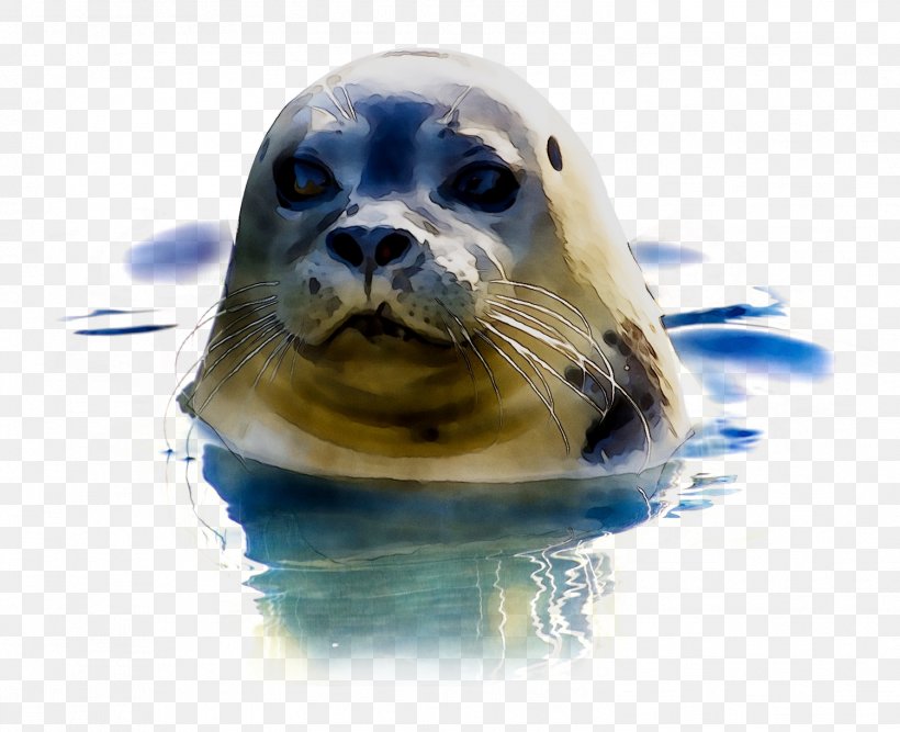 Earless Seal Royalty-free Image Photograph, PNG, 1502x1223px, Earless Seal, Animal, Baltic Gray Seal, Bearded Seal, California Sea Lion Download Free
