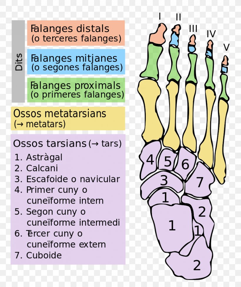Finger Foot Tarsus Bone Toe, PNG, 858x1024px, Finger, Area, Biology, Bone, Catalan Wikipedia Download Free