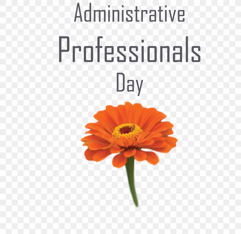 Administrative Professionals Day Secretaries Day Admin Day, PNG, 3000x2919px, Administrative Professionals Day, Admin Day, Calendula, Cut Flowers, Flower Download Free