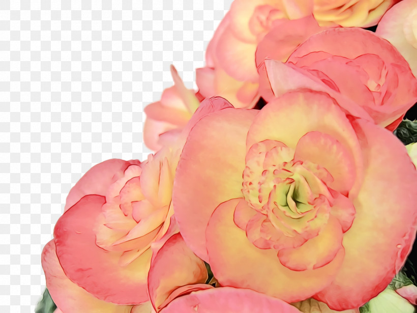 Garden Roses, PNG, 1920x1440px, Watercolor, Cabbage Rose, Cut Flowers, Floral Design, Floribunda Download Free