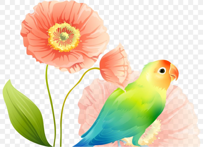 Parrot Lovebird Wallpaper, PNG, 799x593px, Parrot, Beak, Bird, Common Pet Parakeet, Desktop Environment Download Free