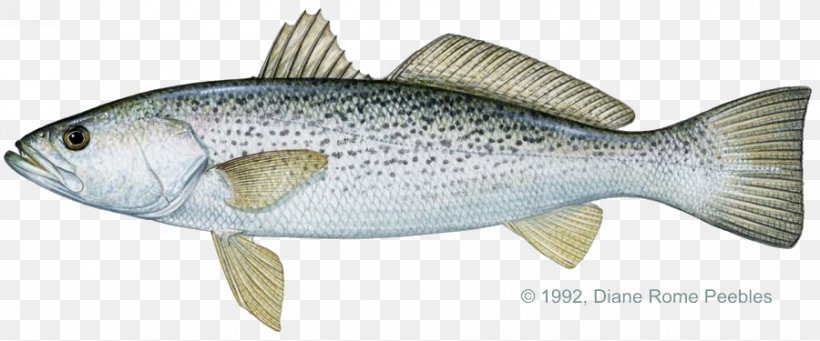 Weakfish Spotted Seatrout Brown Trout Rainbow Trout, PNG, 900x375px, Weakfish, Animal Figure, Barramundi, Bass, Bluefish Download Free