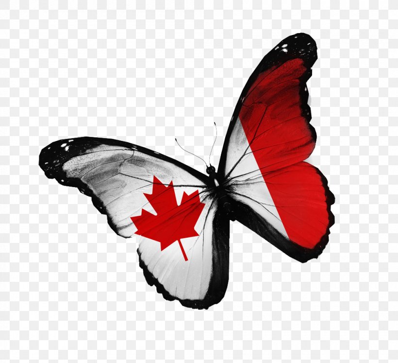 Flag Of Canada Stock Photography National Flag, PNG, 1000x912px, Canada, Brush Footed Butterfly, Butterfly, Canada Day, Flag Download Free