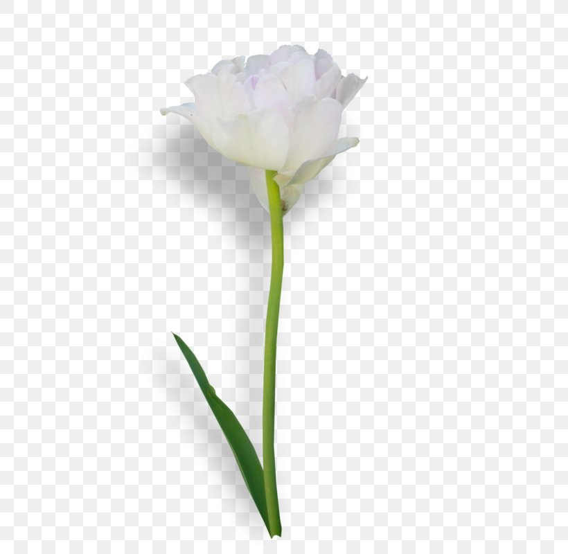 Tulip Cut Flowers Rosaceae Plant Stem Bud, PNG, 640x800px, Tulip, Bud, Cut Flowers, Family, Flower Download Free