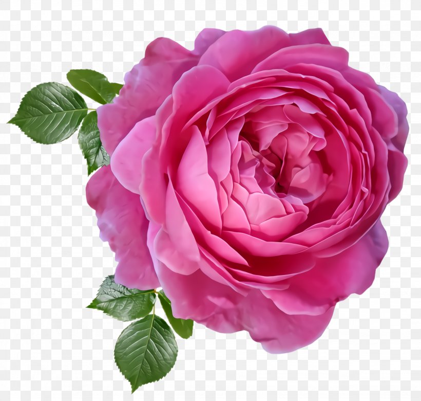 Garden Roses, PNG, 2052x1952px, Flower, Floribunda, Flowering Plant, Garden Roses, Petal Download Free
