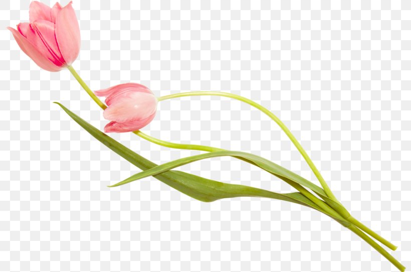 Tulip Cut Flowers Plant Stem Bud Petal, PNG, 800x542px, Tulip, Bud, Cut Flowers, Flower, Flowering Plant Download Free