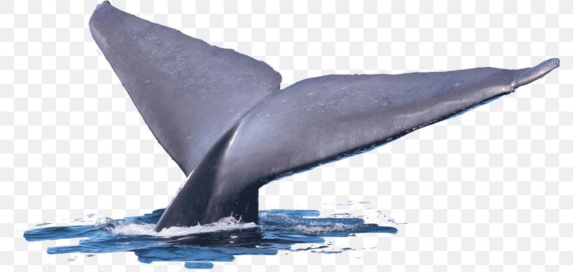 Common Bottlenose Dolphin Tucuxi Short-beaked Common Dolphin Wholphin Cetacea, PNG, 782x390px, Common Bottlenose Dolphin, Bottlenose Dolphin, Cetacea, Dolphin, Fauna Download Free