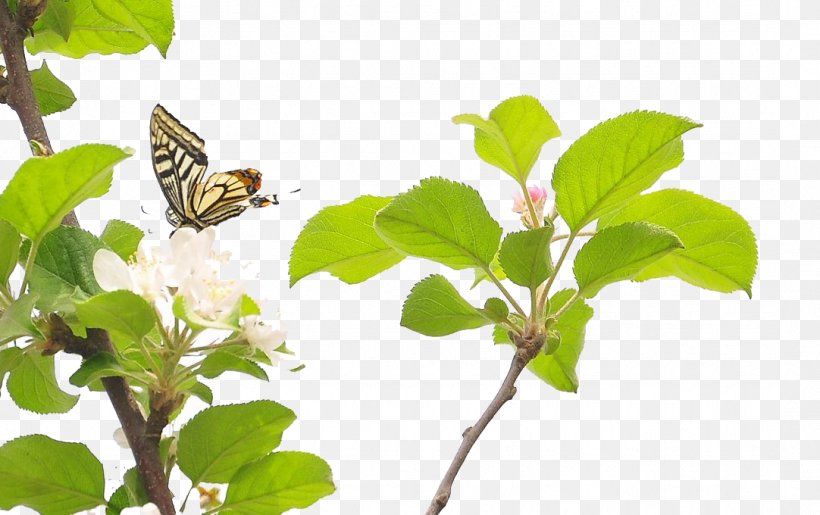 Fresh Pear, PNG, 1082x680px, Pear, Branch, Butterfly, Designer, Ewha Womans University Download Free