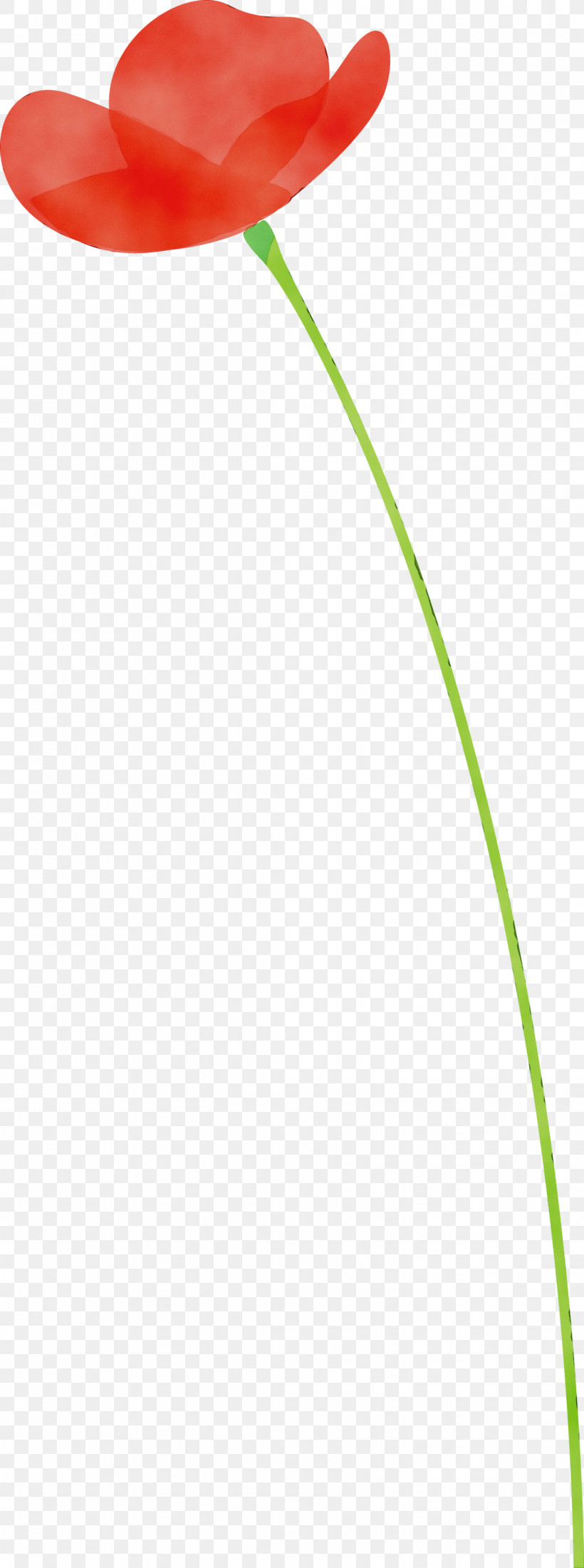Green Grass Family Plant Grass Line, PNG, 1118x3000px, Poppy Flower, Grass, Grass Family, Green, Line Download Free