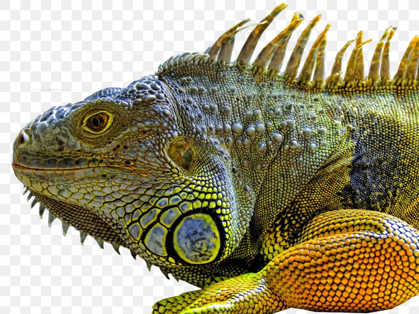 Lizard Green Iguana Reptile Chameleons Marine Iguana, PNG, 1024x768px, Green Iguana, African Chameleon, Animal, Blue Iguana, Chameleon Download Free