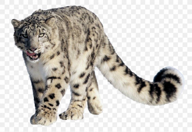 Snow Leopard Clip Art, PNG, 1000x685px, Leopard, Big Cats, Camera Trap, Carnivoran, Cat Like Mammal Download Free