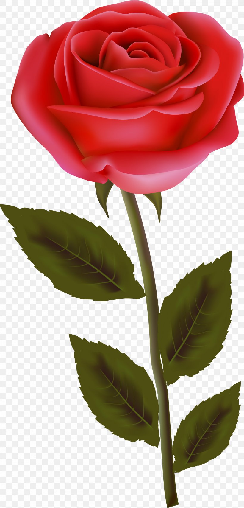 Centifolia Roses Garden Roses Floribunda Cut Flowers Plant, PNG, 2111x4390px, Centifolia Roses, Cut Flowers, Floribunda, Floristry, Flower Download Free