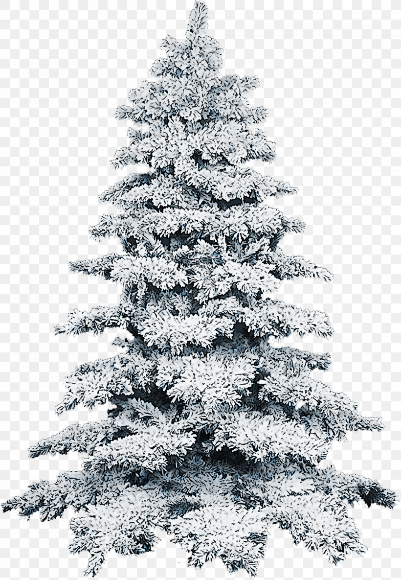 Christmas Tree, PNG, 1968x2844px, Tree, American Larch, Arizona Cypress, Balsam Fir, Biome Download Free
