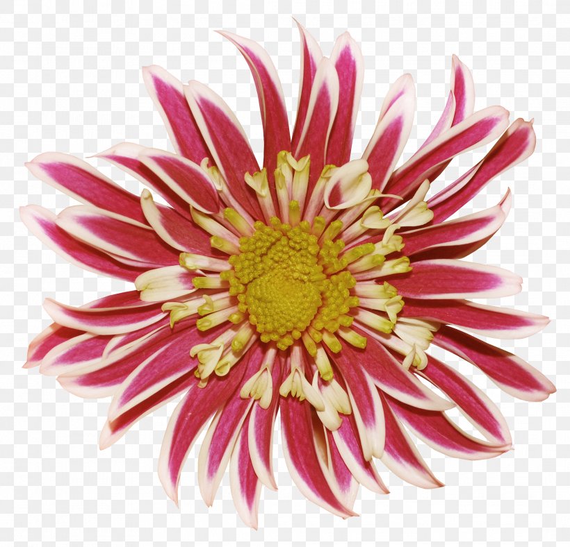 Dahlia Chrysanthemum Flower Clip Art, PNG, 2172x2088px, Dahlia, Chrysanthemum, Chrysanths, Cut Flowers, Daisy Family Download Free