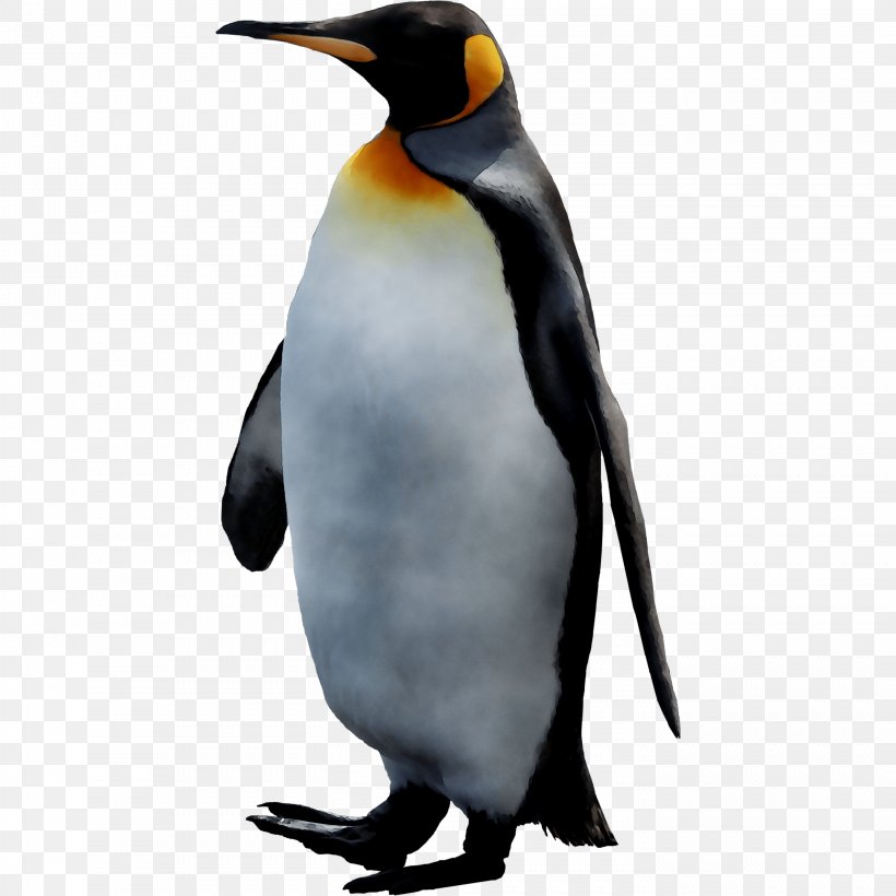 King Penguin Desktop Wallpaper Club Penguin, PNG, 2829x2829px, 4k Resolution, Penguin, Beak, Bird, Club Penguin Download Free