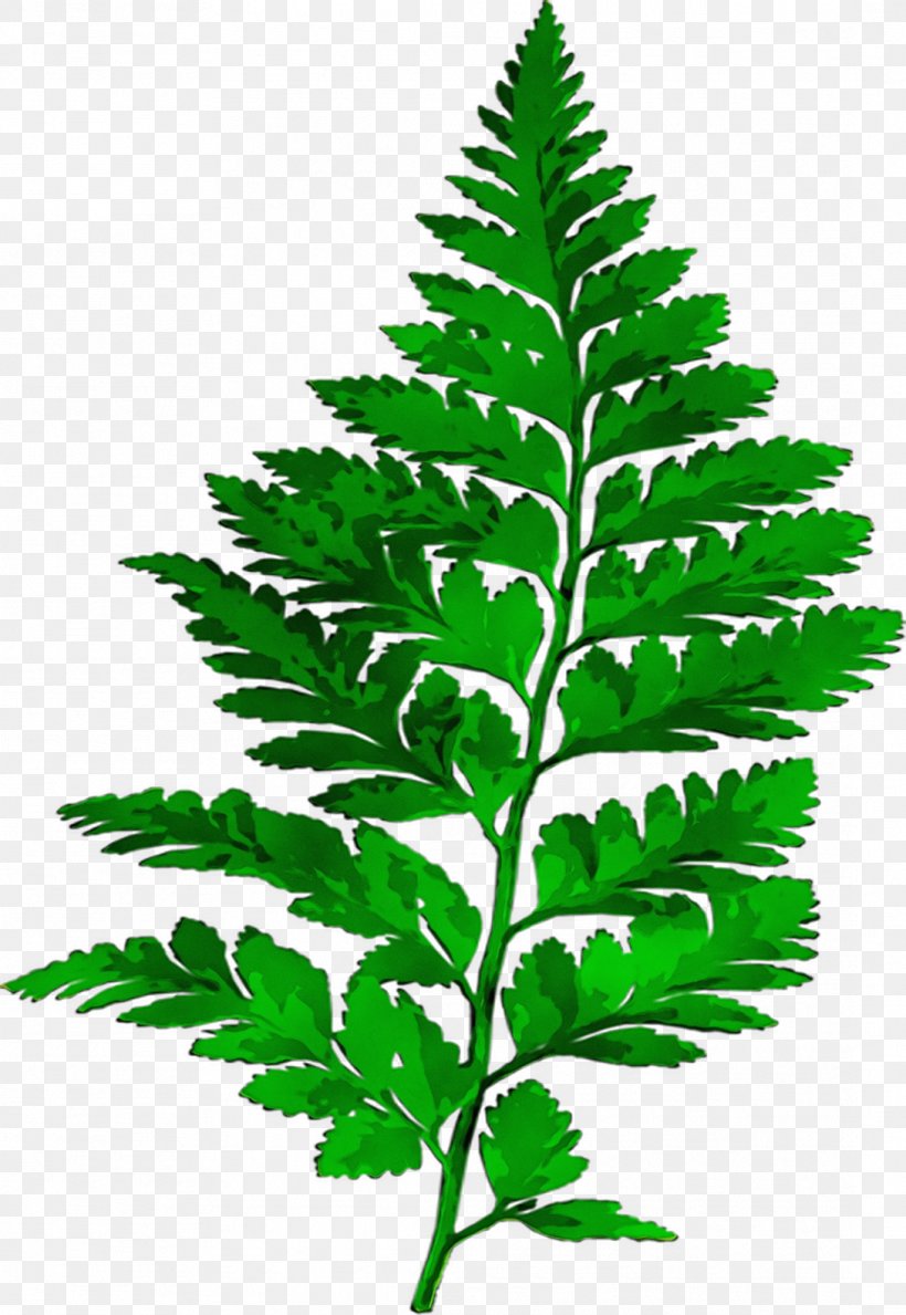 Fern Plants Leaf, PNG, 1089x1580px, Fern, Botany, Cc0lisenssi, Curry Tree, Eagle Fern Download Free