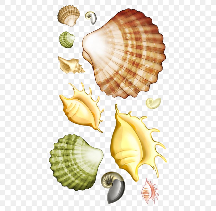 Seashell Marine Sea Snail Clip Art, PNG, 488x800px, Seashell, Cockle, Conch, Conchology, Drawing Download Free