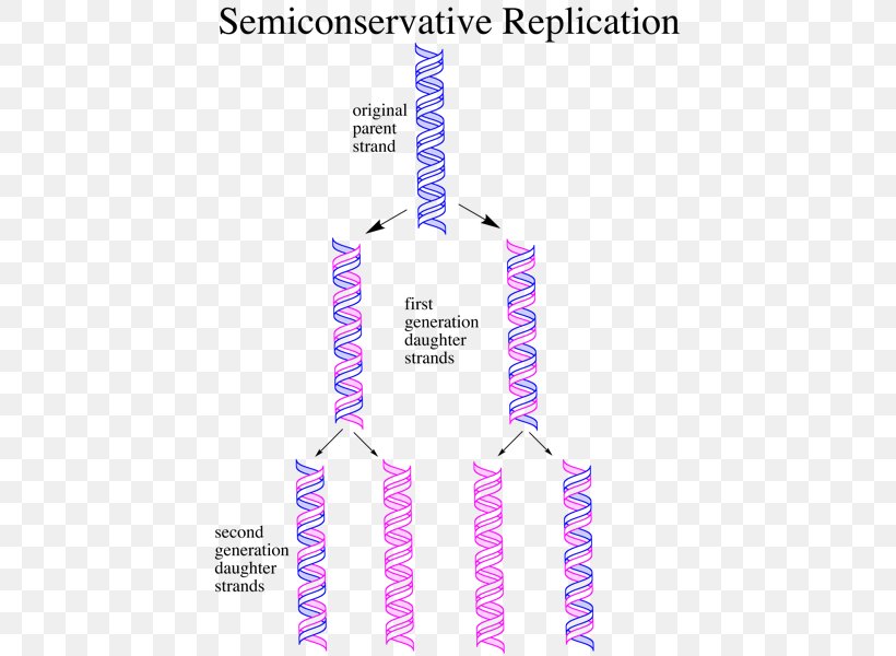 Semiconservative Replication DNA Replication Nucleic Acid Meselson–Stahl Experiment, PNG, 431x600px, Semiconservative Replication, Area, Biochemistry, Biology, Brand Download Free