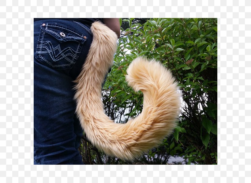 Tail Cat Felidae Fur Image, PNG, 600x600px, Tail, Cat, Cattail, Dog, Dog Toys Download Free