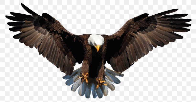 Bald Eagle White-tailed Eagle Drawing Clip Art, PNG, 1024x533px, Bald Eagle, Accipitriformes, Beak, Bird, Bird Of Prey Download Free