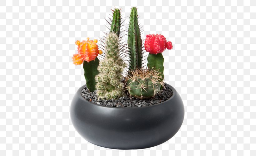 Flowerpot Houseplant Succulent Plant Cactaceae, PNG, 500x500px, Flowerpot, Cactaceae, Cactus, Cactus Garden, Caryophyllales Download Free