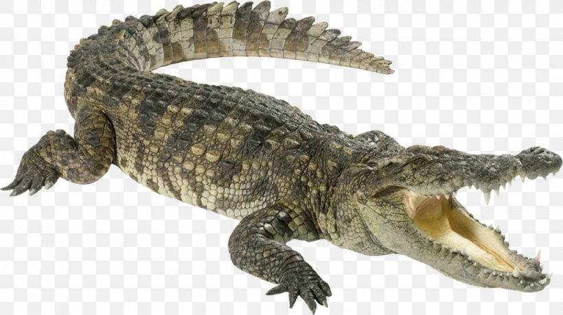 Nile Crocodile Reptile, PNG, 1024x574px, Crocodile, Alligator, American Alligator, Animal Figure, Chinese Alligator Download Free