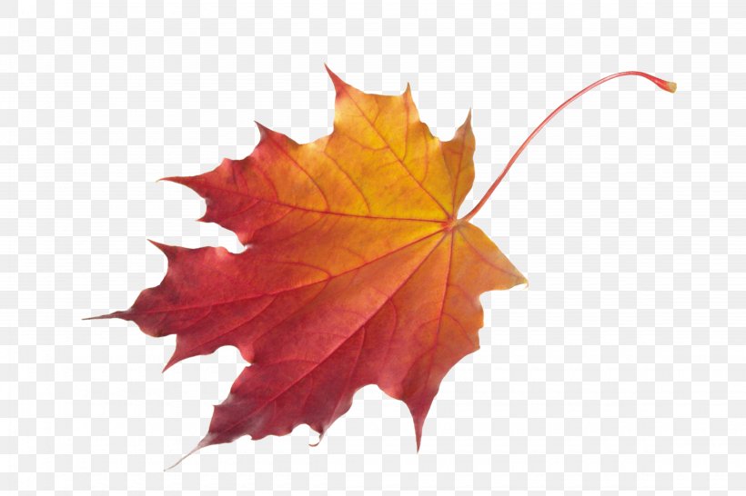 Autumn Leaf Color Clip Art, PNG, 4500x3000px, Autumn Leaf Color, Autumn, Chlorophyll, Color, Display Resolution Download Free