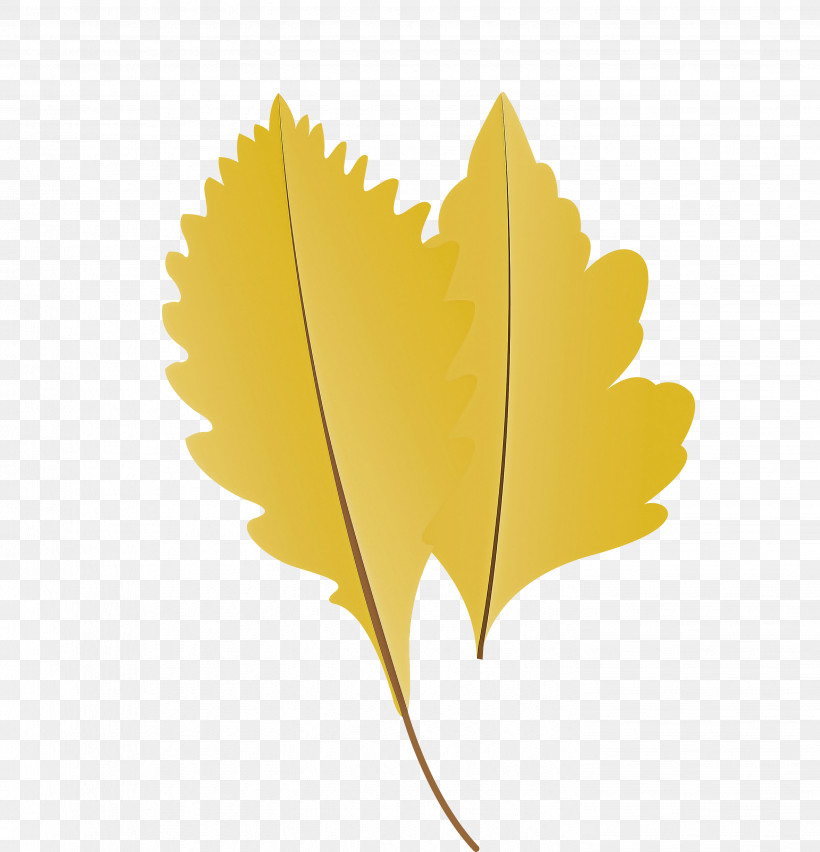 Fern, PNG, 2886x3000px, Autumn Leaf, Biology, Branch, Cartoon Leaf, Fall Leaf Download Free