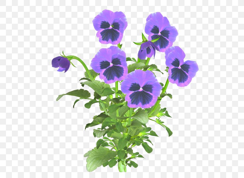 Pansy Flower Pin, PNG, 600x600px, Pansy, Annual Plant, Clothing Accessories, Decoupage, Flower Download Free