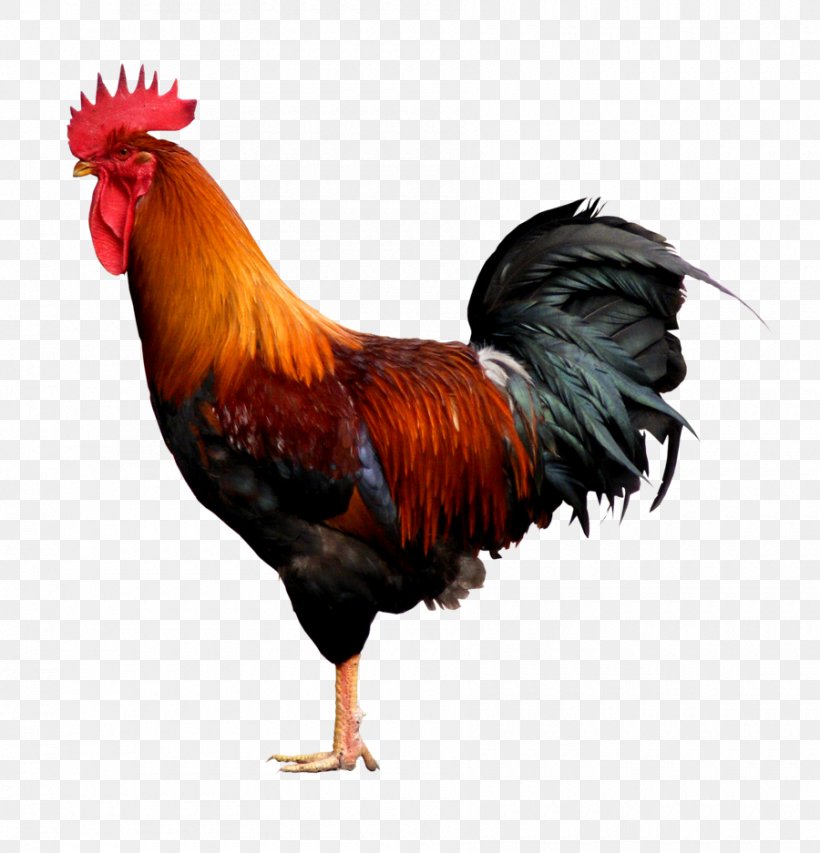 Rooster Cochin Chicken Bantam, PNG, 900x937px, Rooster, Bantam, Beak, Bird, Chicken Download Free