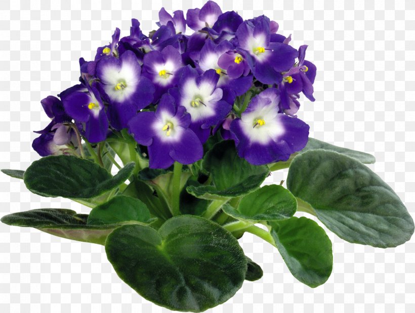 Viola Tricolor Houseplant African Violets Clip Art, PNG, 1200x907px, Viola Tricolor, African Violets, Flower, Flowering Plant, Flowerpot Download Free